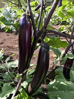 Nitta Molokai (Hybrid)